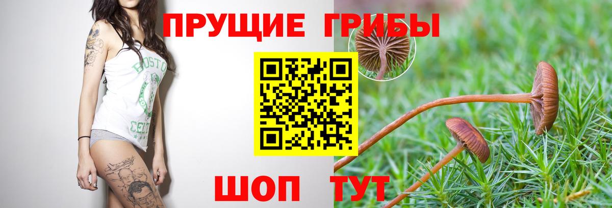 Щёлково  Псилоцибиновые грибы GOLDEN TEACHER  Псилоцибиновые грибы ЛСД  Вход с VPN 